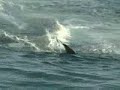 Shark Fishing While Surfing (or Visa Versa?) Shark Fishing While Surfing (or Visa Versa?)