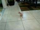 Sphynx- Uno Exploring