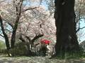 Kitakami Tenshochi 北上展勝地の桜と馬車