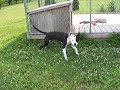 pit bull puppy playing in the yard