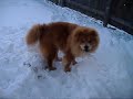 I love my Chow Chow.....