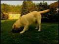 Royal Canin: The Labrador Retriever.