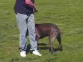 Evolution  Cane   Corso  - Mitch Demonstrates Advanced Training