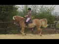 HAFLINGERS: My Super Duper Lil Dressage Haflinger pony =]