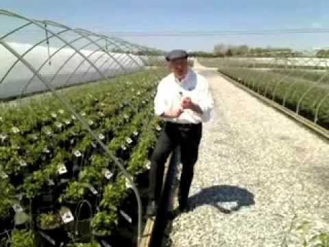 how to care for a clematis vine
