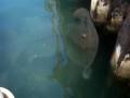 Guam Agana Marina - Cleaning Fish Feeding The Stingrays