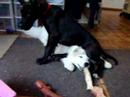 Watch 'Great Dane puppy finds a seat'