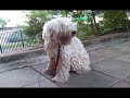 White Rock my  Komondor  in HK