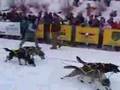 Yukon-quest-4