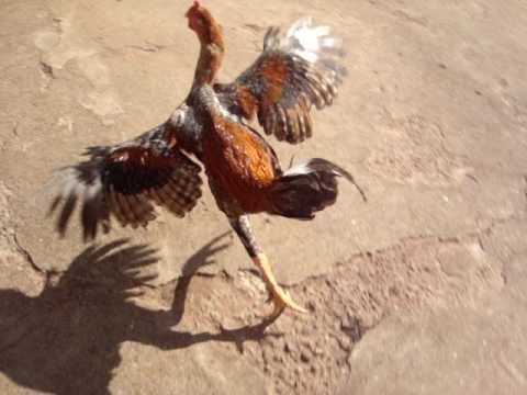 Sr. Arabiano - Assustando a Galinha
