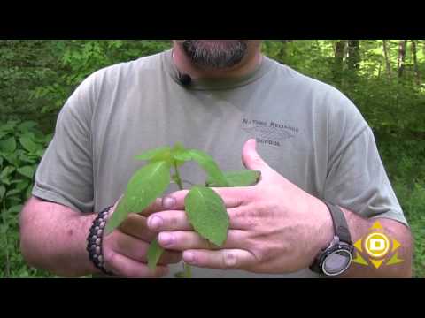 how to grow jewelweed