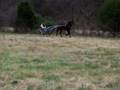Picklez Jogging 2