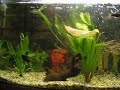 Tropical Freshwater Fish (Please Rate)