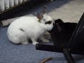 Kaninchen beim toben und schmusen
