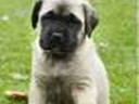 english mastiff