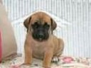 english mastiff