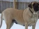 english mastiff