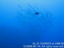 ?????????????????(Carp Island PALAU) ????????