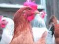 Uciekające kury - Running hens