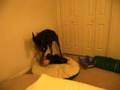 One year old steals dobermans bed