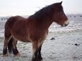 abel in de winter