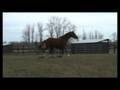 videos de Donella in feild