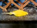 Budgie, Happy birthday Leo , 10 years old (4) - YouTube