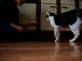 katze-gibt-pfote.html