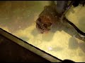 Spitting Puffer