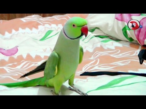 how to train indian ringneck parrots to talk