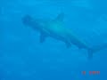 Buzos y tiburones - Tiburones y buzos