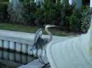 Heron Joins Me On Vacation Heron Joins Me On Vacation