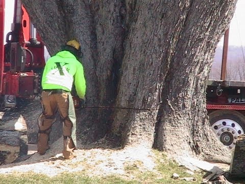 how to to kill a tree