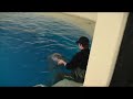 Curiosidades de los delfines