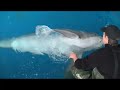 Curiosidades de los delfines