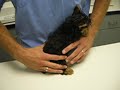 3rd visit to Vet- Booster Shot