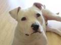 Monteverdi, L'Orfeo, 'Lasciate' - Sarah's Dog, Rupert video