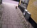 Rav i Ribe ambercat Boris