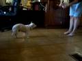 videos de Chihuahua poochy doing tricks