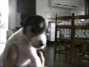 My Dog Catito - I love you! My Dog Catito - I love you!