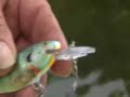 Mullett Lake Muskie Mullett Lake Muskie