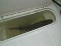 Mullett Lake Muskie