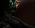 oscar fish and tank mates