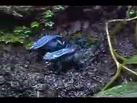 Dendrobates Azureus Eating