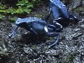 Dendrobates Azureus Eating Dendrobates Azureus Eating