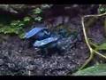 Dendrobates Azureus Eating
