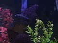 Juvi de poissons de Jack Dempsey dans 55g le 
réservoir 2008 le 7 avril