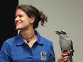 Kookaburra calls