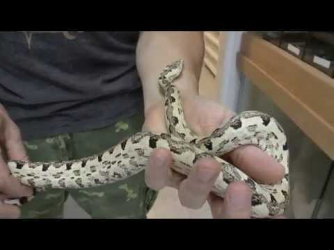 YouTube reptile video