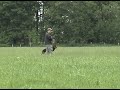 OllieGSD Tracking - Handler Mistake